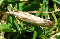 Agriphila inquinatella