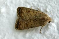 Caradrina clavipalpis