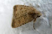 Caradrina clavipalpis