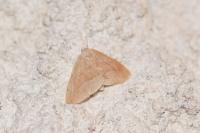 Hylaea fasciaria