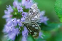 Anania coronata