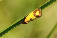Agapeta zoegana
