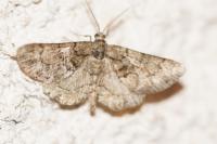 Peribatodes ilicaria