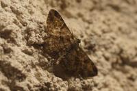Peribatodes rhomboidaria