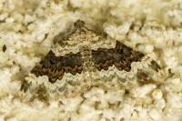 Epirrhoe galiata