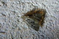 Luperina testacea