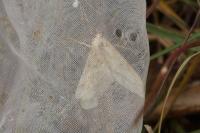 Aspitates ochrearia
