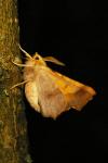 Ennomos fuscantaria