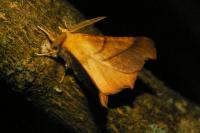 Ennomos fuscantaria
