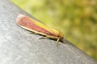 Oncocera semirubella