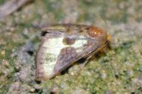 Diachrysia chrysitis
