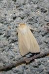 Mythimna pallens