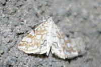 Elophila nymphaeata