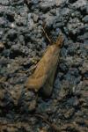 Synaphe punctalis