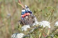 Vanessa atalanta