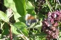 Coenonympha pamphilus