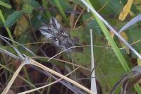 Autographa gamma