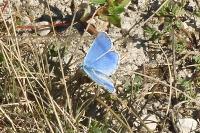 Lysandra bellargus