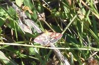 Pyrausta purpuralis
