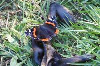 Vanessa atalanta