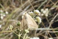Aspitates gilvaria