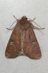 Xestia xanthographa
