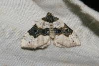 Cosmorhoe ocellata