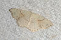 Cyclophora punctaria