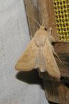 Mythimna vitellina