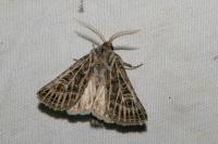 Tholera decimalis