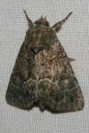 Thalpophila matura