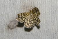 Chiasmia clathrata