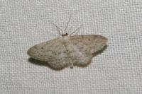 Idaea seriata