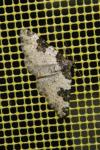 Xanthorhoe fluctuata