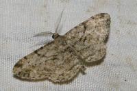 Peribatodes rhomboidaria