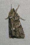 Acronicta rumicis