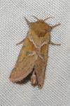 Triodia sylvina