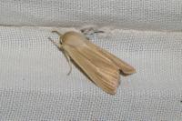 Mythimna pallens