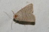 Hoplodrina ambigua