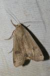 Noctua pronuba