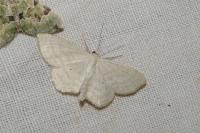 Scopula immutata