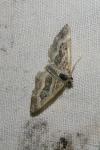 Epirrhoe alternata