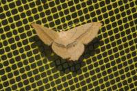 Scopula imitaria