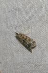 Eudonia mercurella