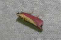 Oncocera semirubella