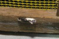 Monopis monachella