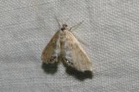 Cataclysta lemnata