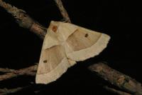 Crocallis elinguaria
