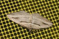 Costaconvexa polygrammata