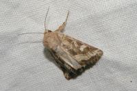 Luperina dumerilii